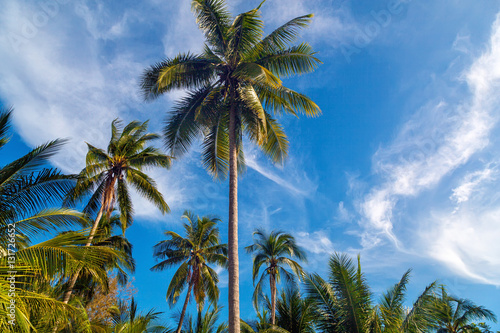 View of nice tropical background with coconut palms. Thailand. H