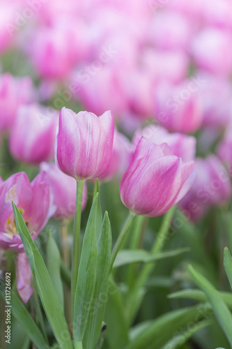 tulips in the flower garden