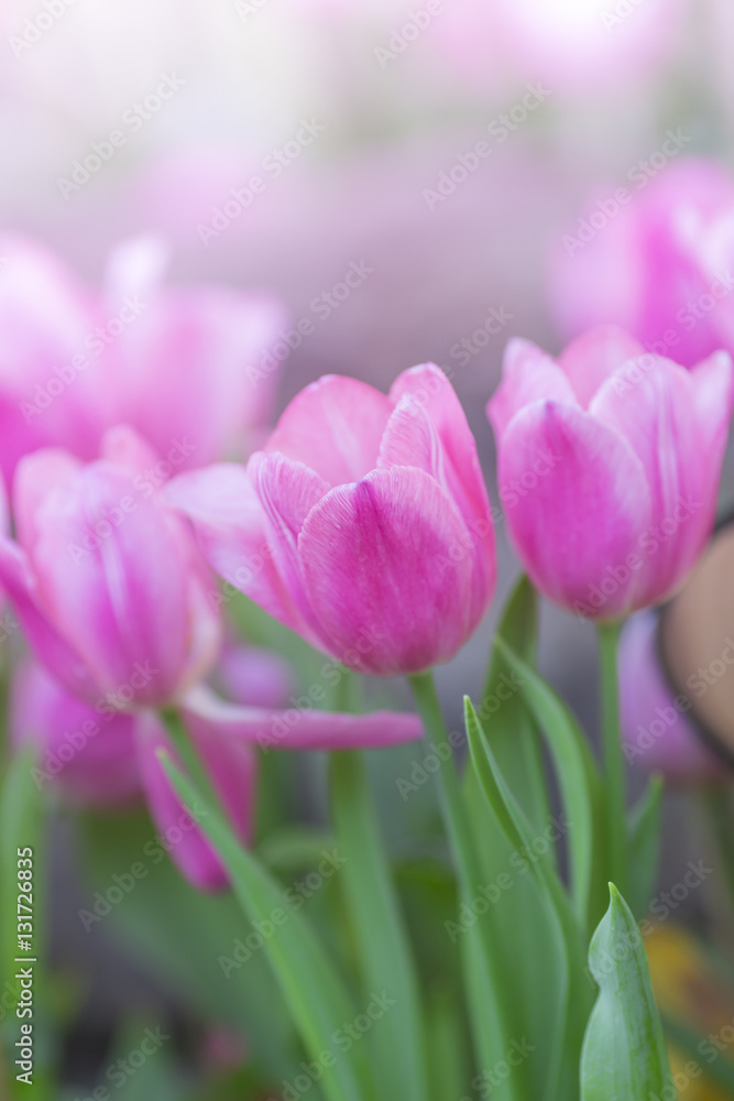 Fototapeta premium tulips in the flower garden