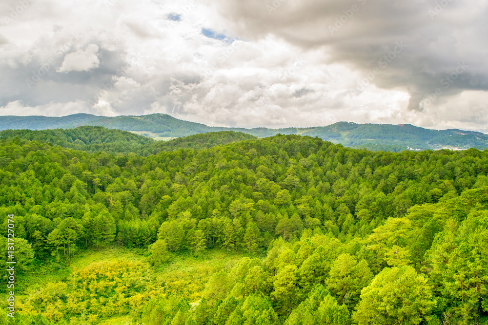 Pine forest mountain view at a cloudy summer day