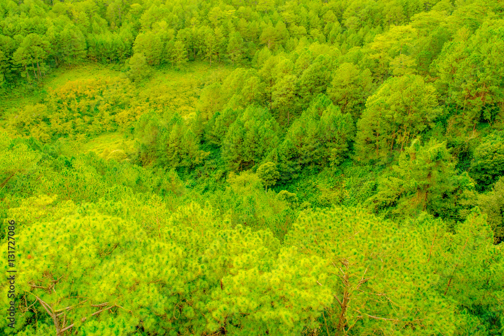 Pine forest top view - lush green texture