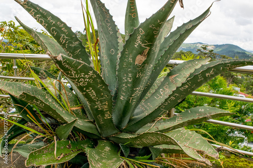 Obraz na płótnie Cactus, agave with leafs spoiled by lettering, human hearts environment w salonie