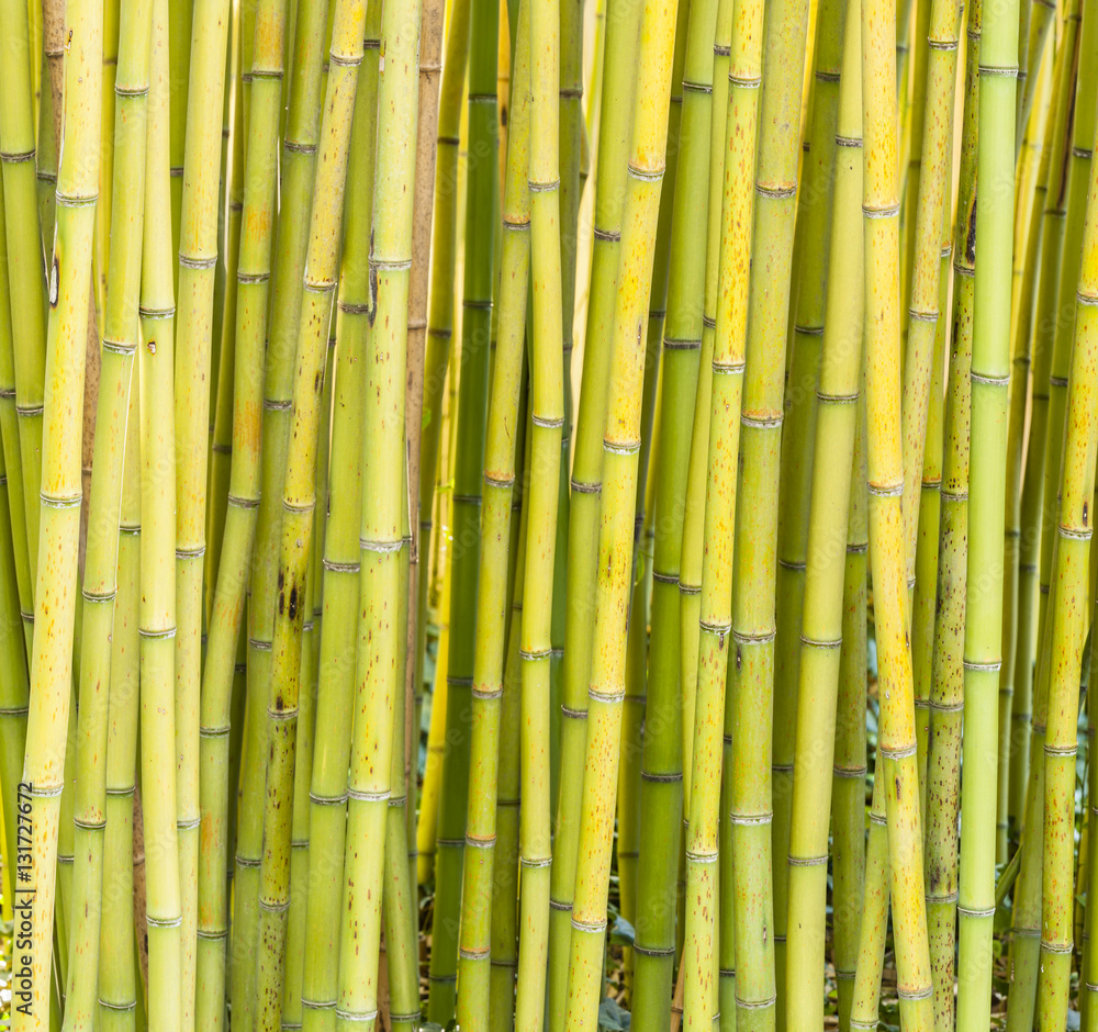 Bamboo forest detail Bamboo forest detail