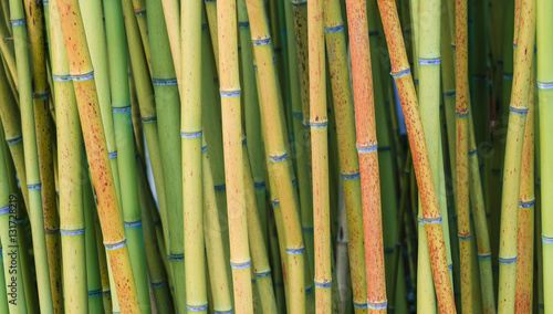 Bamboo forest detail