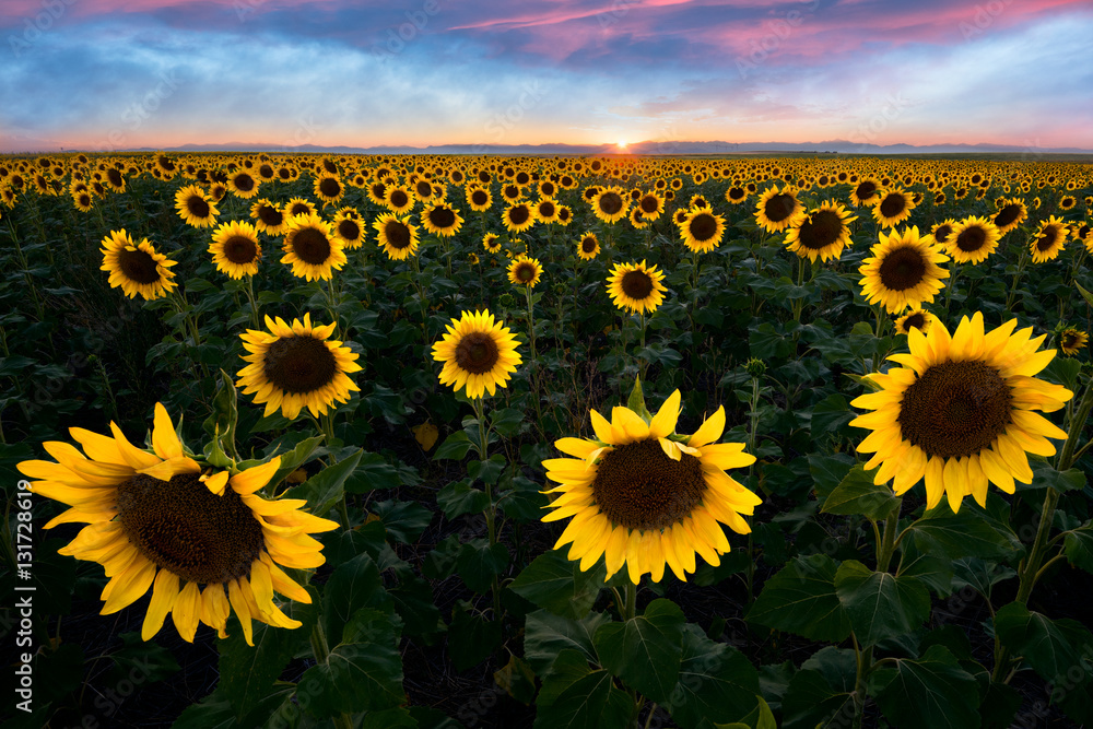 Obraz premium Sunflowers at Sunset in Colorado