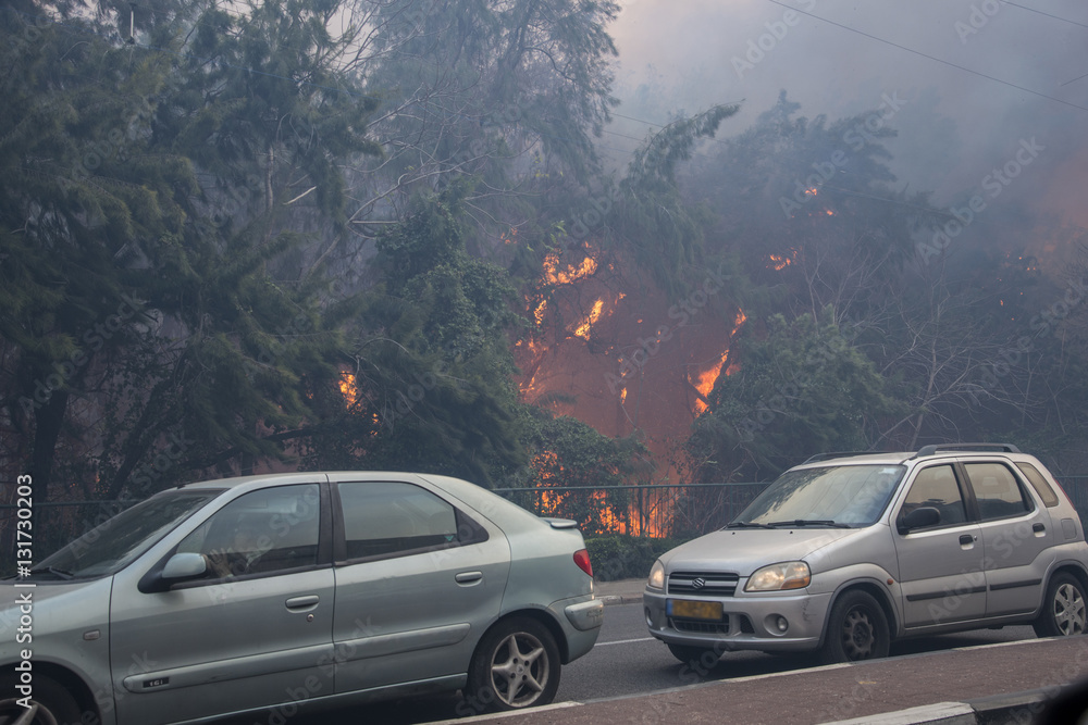 Flames from a  forest fire inside Haifa, Israel