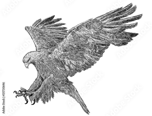 Golden eagle swoop attack hand draw monochrome on white background illustration.