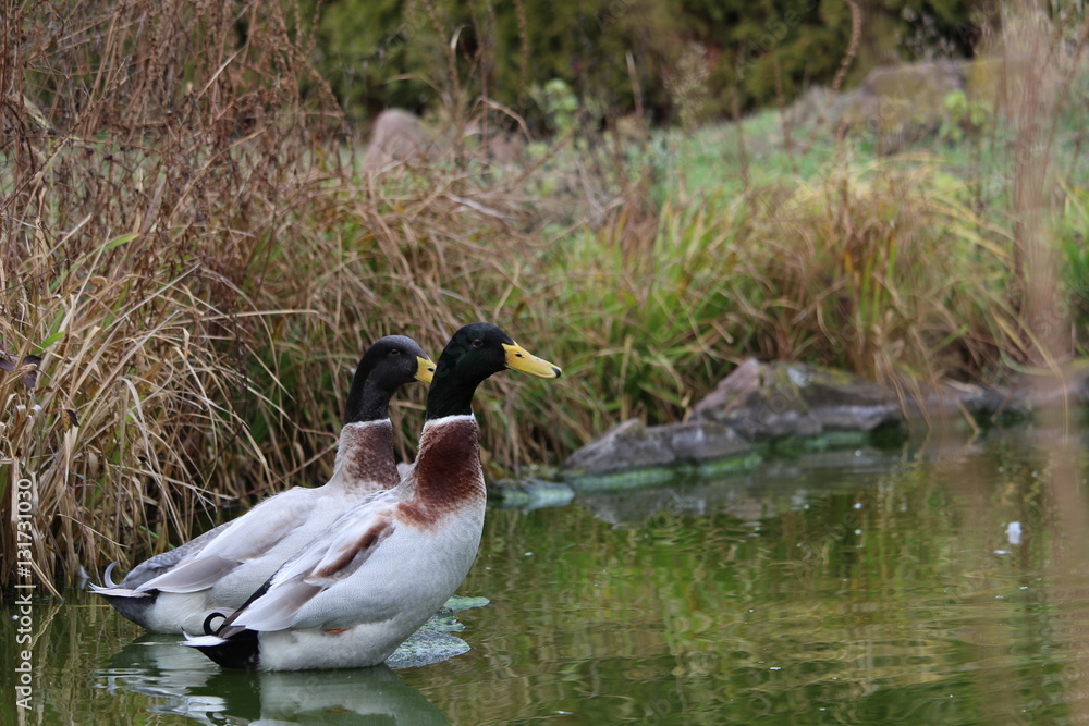 Foto Stock Enten am Teich Adobe Stock