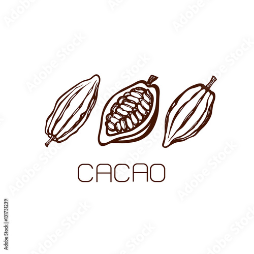 The fruits of cocoa beans. Set. Hand drawn. Label. Logo. Vector illustration.