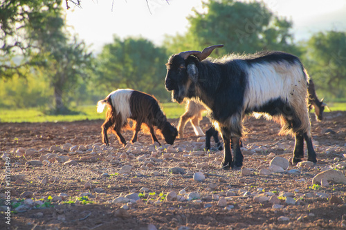 Goats in Morocco Eating Argania