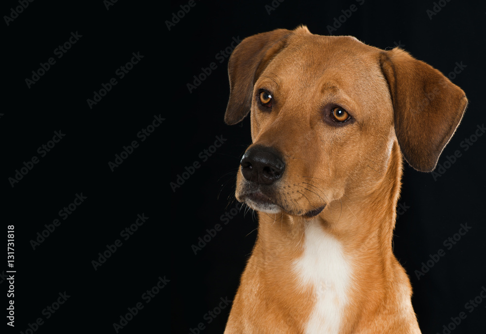 Brauner Hund Brauner Hund