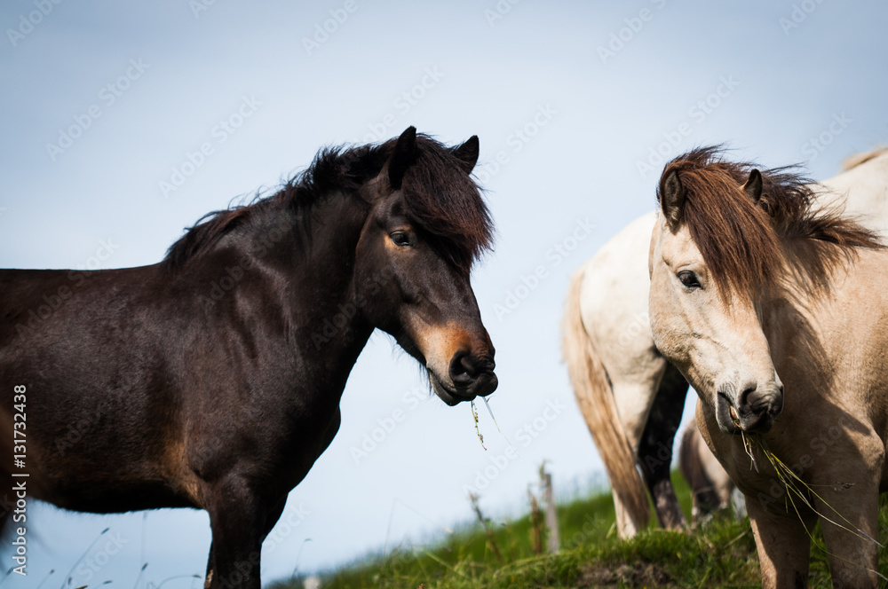 Obraz premium Icelandic Horses