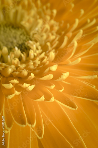 gerbera daisy close up macro texture