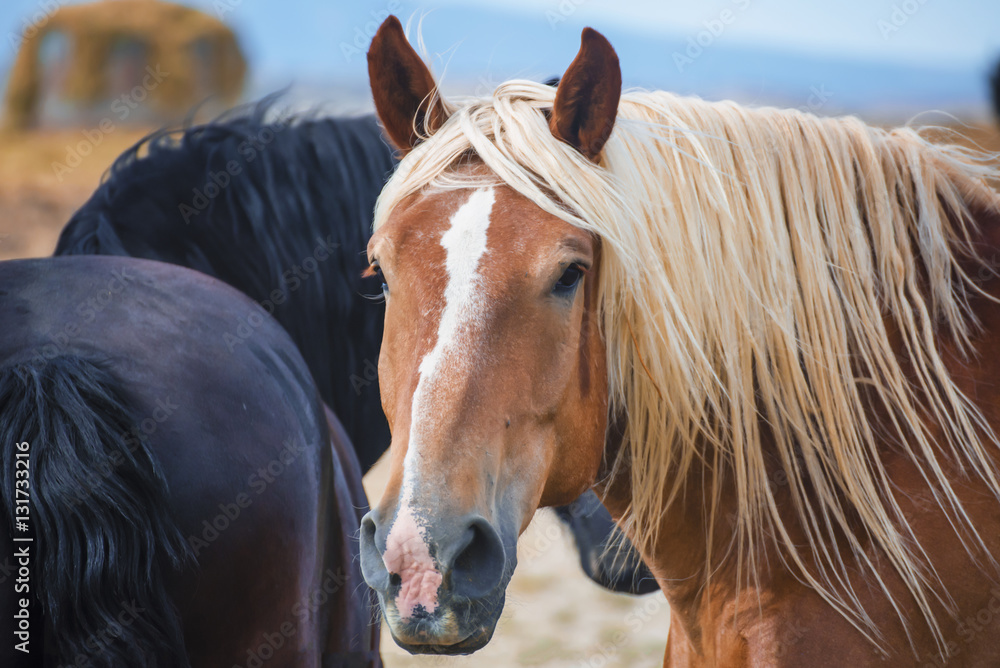 Fototapeta premium Horse Portrait