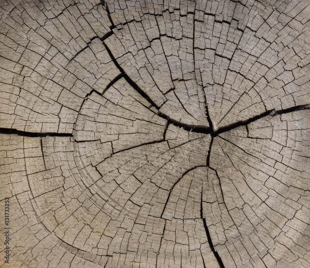 Fototapeta premium tree bark, wood texture background