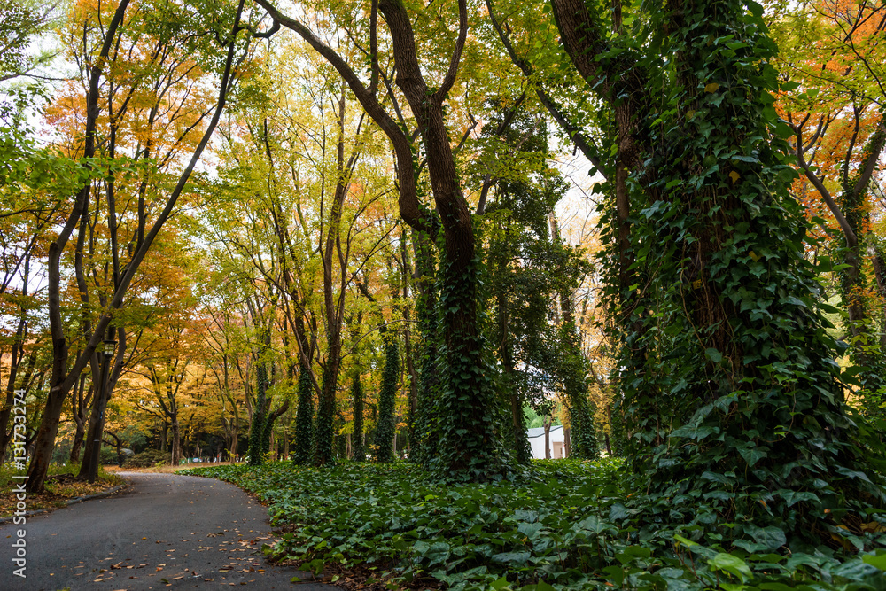 Walking path in autumn park