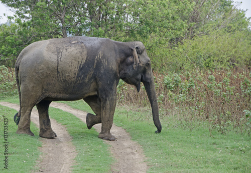 Sri lanka