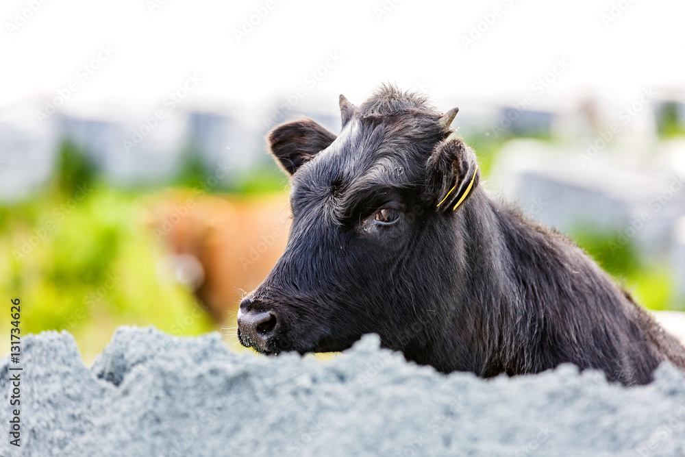 Fototapeta premium Cute black calf