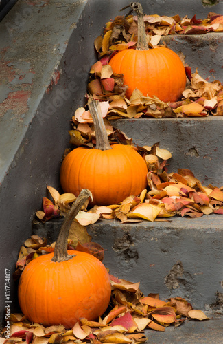 Fall Pumpkins