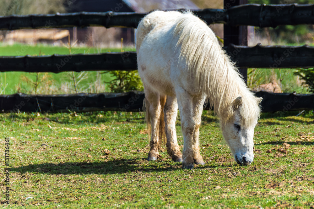 A white horse grazing in a green field
