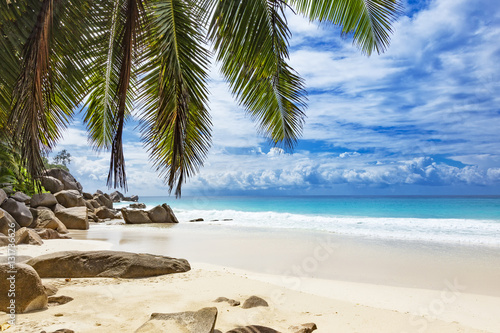 Tropical island beach and palm trees