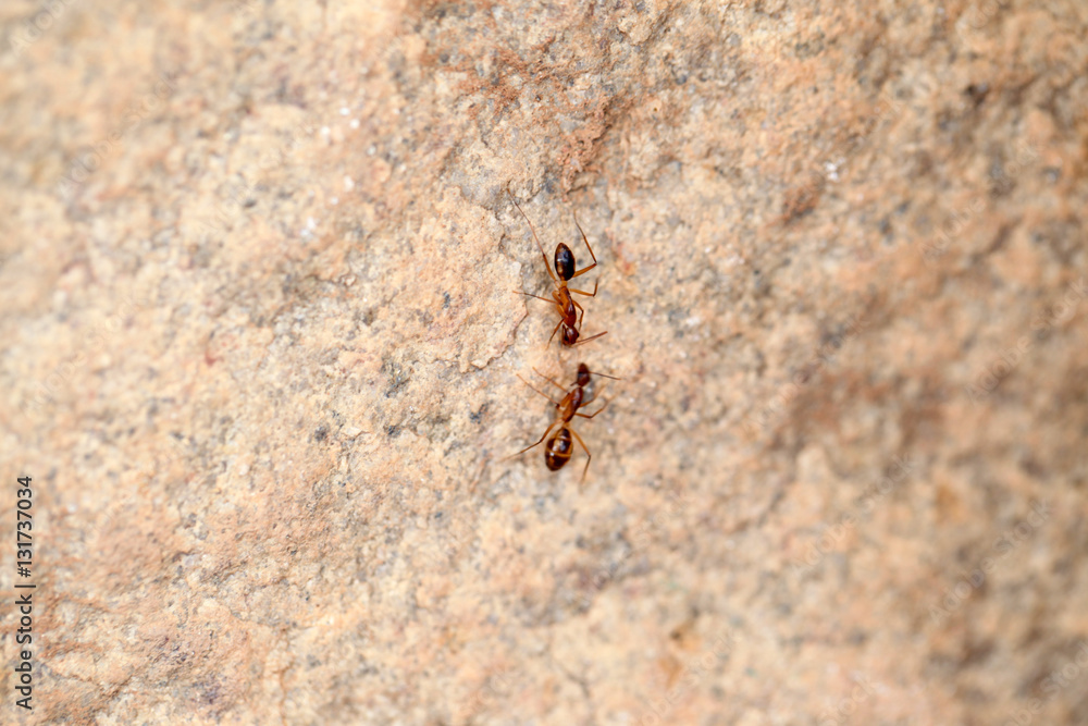 nature detail - ants on a stone nature detail - ants on a stone
