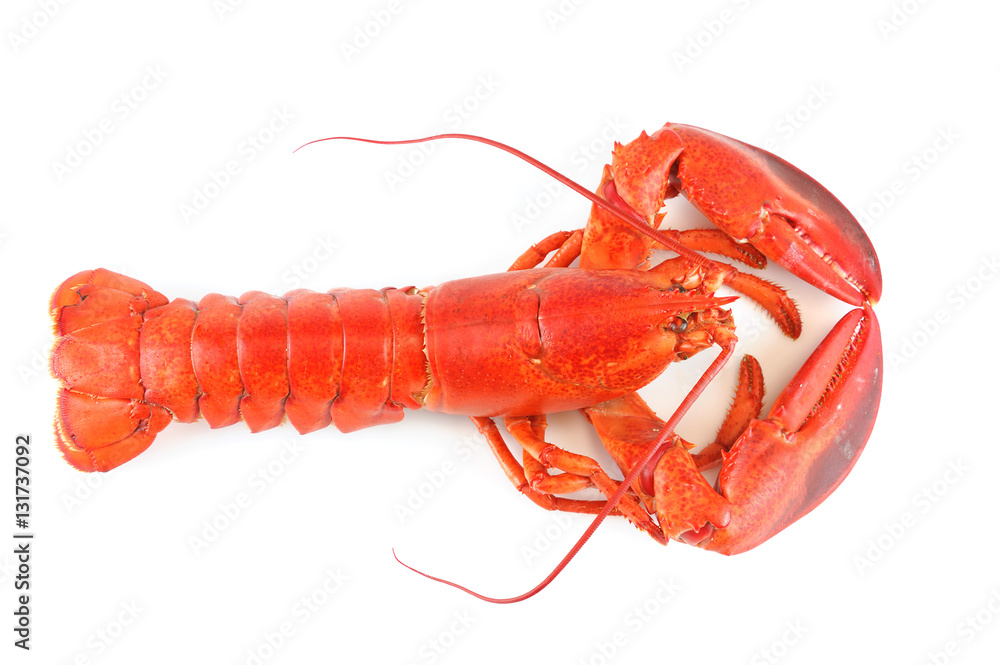 single cooked red lobster isolated on white background single cooked red lobster isolated on white background