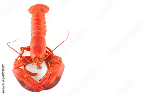 single cooked red lobster isolated on white background photo