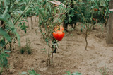 Ripe natural tomatoes growing on a branch in a greenhouse. Shallow depth of field