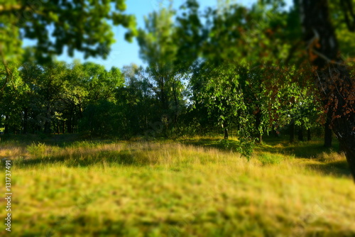 Fototapeta Naklejka Na Ścianę i Meble -  Summer Sunny Forest Trees And Green Grass. Nature Wood Sunlight Background.