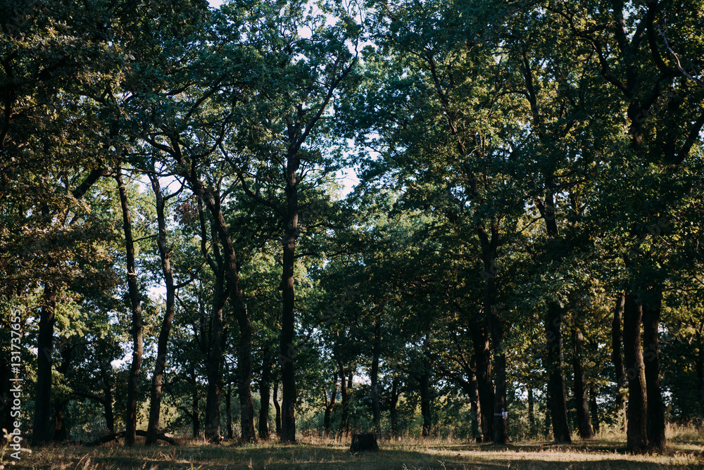Summer Sunny Forest Trees And Green Grass. Nature Wood Sunlight Background. Summer Sunny Forest Trees And Green Grass. Nature Wood Sunlight Background.