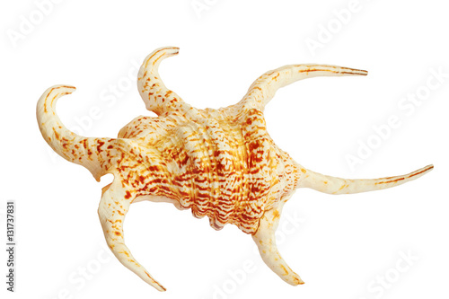 seashell Lambis chiragra large