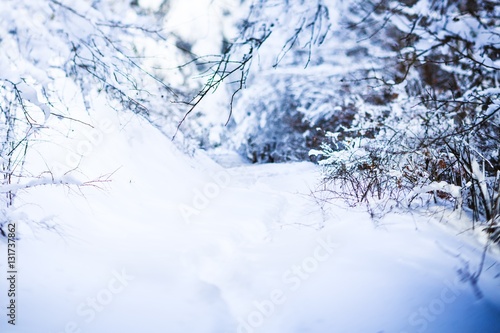 Winter landscape.