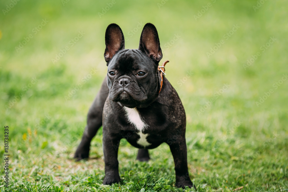 Young Black French Bulldog Dog In Green Grass