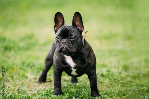 Young Black French Bulldog Dog In Green Grass