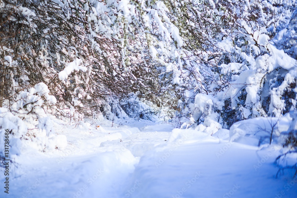 Winter landscape. Winter landscape.