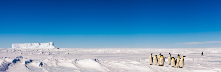 Poster Antarctica Groep schattige keizerpinguïns op ijs  © Mario Hoppmann