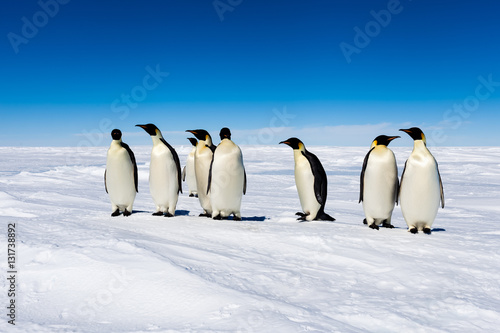 Group of cute Emperor penguins on ice