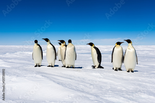 Group of cute Emperor penguins on ice © Mario Hoppmann