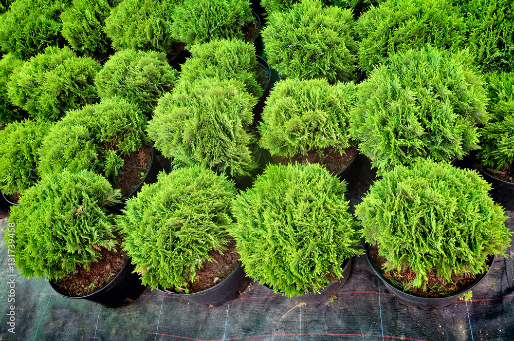 Many black pots with soil and green seedlings of spherical coniferous trees of juniper. Top view.