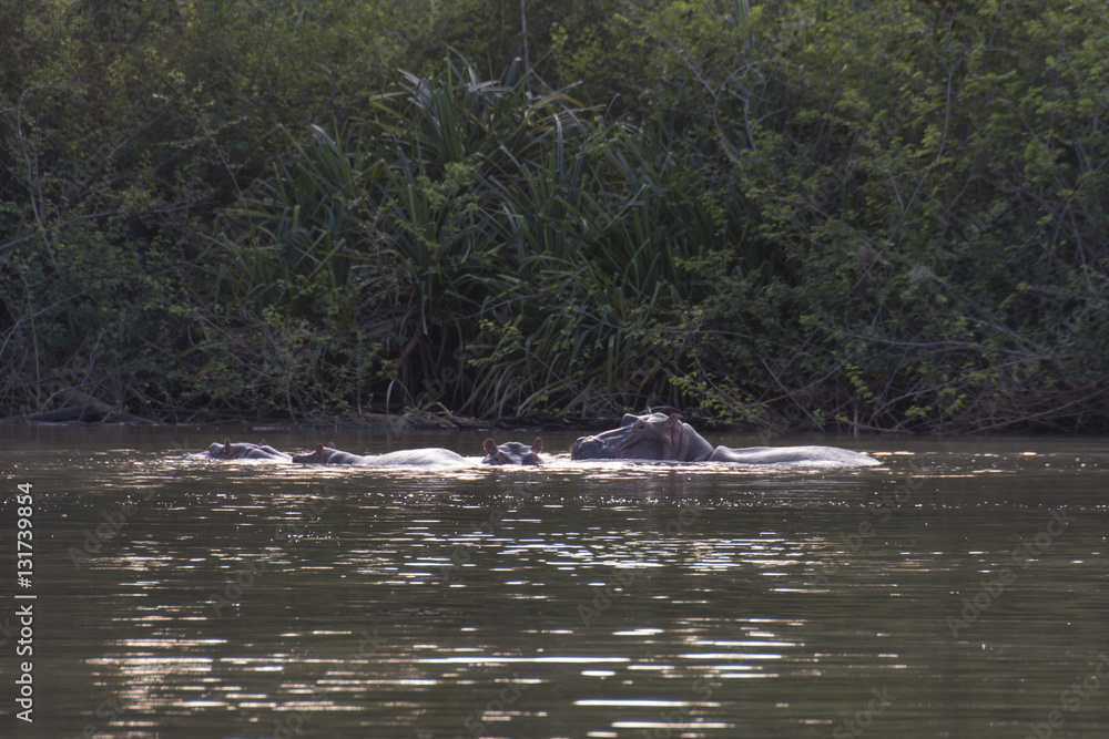 Familia de hipopótamos en el río Gambia 