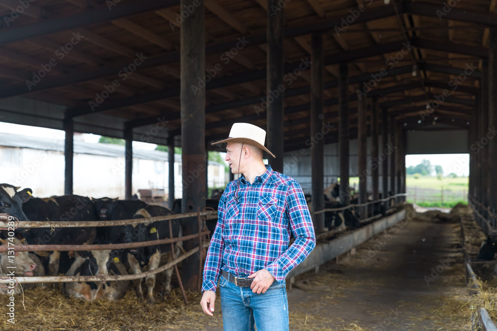 Farmer is working on farm with dairy cows Farmer is working on farm with dairy cows