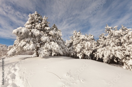 Wallpaper Mural Winter forest landscape. Torontodigital.ca