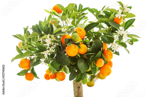 Tangerine orange fruits on tree