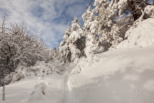 Wallpaper Mural Winter forest landscape. Torontodigital.ca