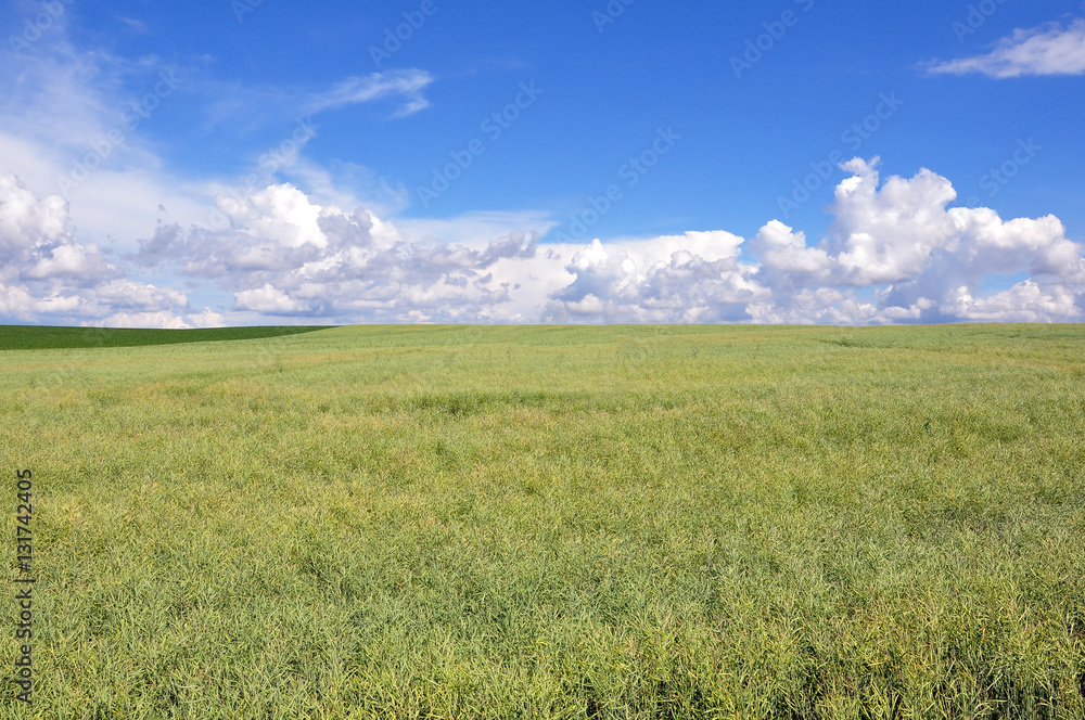Agricultural green ripe colza field in perspective in the summer on a background of blue sky with clouds.