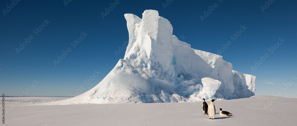 Emperor penguins in front of massive iceberg - obrazy, fototapety, plakaty 