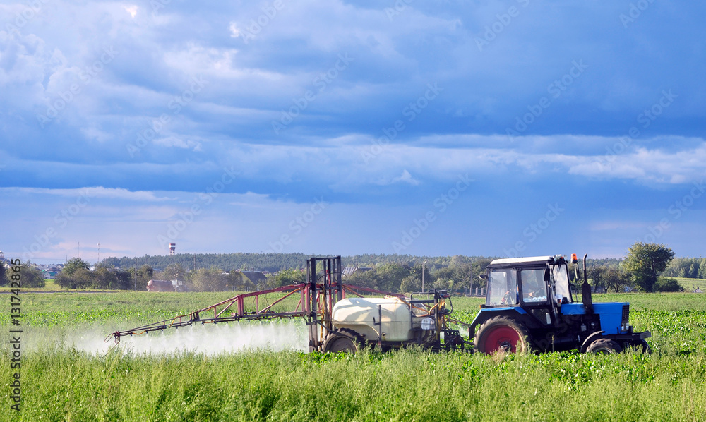 Fototapeta premium Green agricultural field in Belarus with a beet and a tractor watering and spraying fertilizer on a background of blue sky.