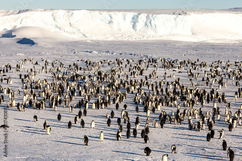 Canvas Print Emperor penguin colony in Antarctica