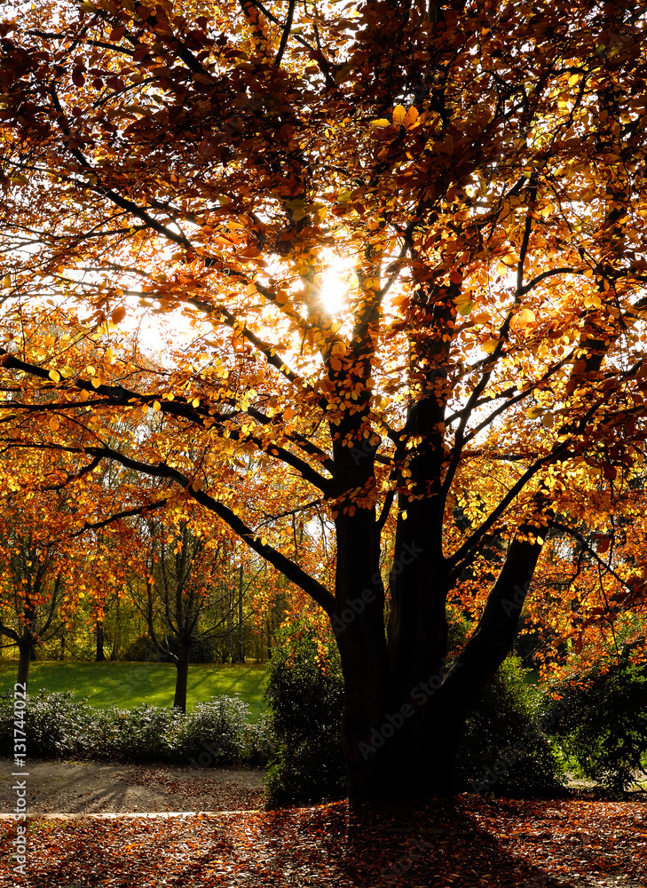 Baum im Herbstlicht